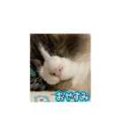 動くたぬき猫 毎日使えるスタンプ2！（個別スタンプ：5）