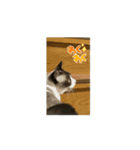動くたぬき猫 毎日使えるスタンプ2！（個別スタンプ：6）