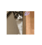 動くたぬき猫 毎日使えるスタンプ2！（個別スタンプ：8）