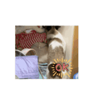 動くたぬき猫 毎日使えるスタンプ2！（個別スタンプ：10）