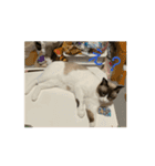動くたぬき猫 毎日使えるスタンプ2！（個別スタンプ：11）