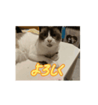 動くたぬき猫 毎日使えるスタンプ2！（個別スタンプ：12）