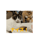 動くたぬき猫 毎日使えるスタンプ2！（個別スタンプ：13）