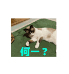 動くたぬき猫 毎日使えるスタンプ2！（個別スタンプ：14）