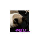 動くたぬき猫 毎日使えるスタンプ2！（個別スタンプ：15）