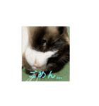 動くたぬき猫 毎日使えるスタンプ2！（個別スタンプ：16）