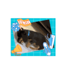 犬太⭐︎スタンプII（個別スタンプ：3）