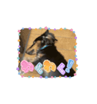 犬太⭐︎スタンプII（個別スタンプ：4）