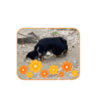 犬太⭐︎スタンプII（個別スタンプ：5）