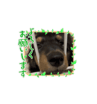 犬太⭐︎スタンプII（個別スタンプ：7）