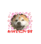 ポーちゃんスタンプpart2（個別スタンプ：1）