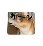 ポーちゃんスタンプpart2（個別スタンプ：3）