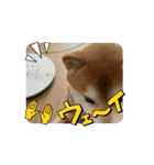 ポーちゃんスタンプpart2（個別スタンプ：5）