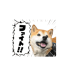 ポーちゃんスタンプpart2（個別スタンプ：6）