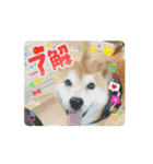 ポーちゃんスタンプpart2（個別スタンプ：15）