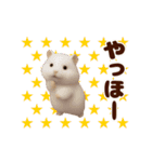 踊る！ハムスター@毎日使えるスタンプ（個別スタンプ：4）