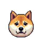 絵文字感覚で使いやすいドット絵柴犬2（個別スタンプ：20）