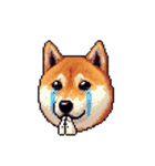 絵文字感覚で使いやすいドット絵柴犬2（個別スタンプ：21）