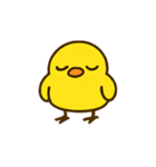 ハイパーひよこショー（個別スタンプ：5）