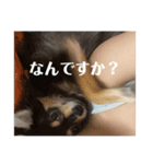 おもろい犬さん（個別スタンプ：2）