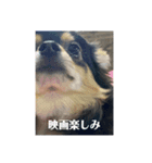 おもろい犬さん（個別スタンプ：3）