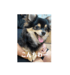 おもろい犬さん（個別スタンプ：4）