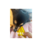 おもろい犬さん（個別スタンプ：6）