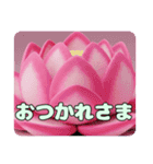 蓮の花もふもふスタンプ（個別スタンプ：13）