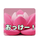 蓮の花もふもふスタンプ（個別スタンプ：15）