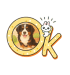 バーニーズ (Bernese Mountain Dog)  挨拶（個別スタンプ：11）