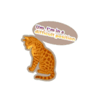 ベンガルキャットからのメッセージ（個別スタンプ：11）