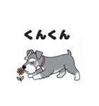 シュナウザーの愛らしき日々2（個別スタンプ：5）
