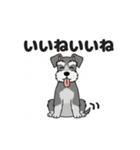 シュナウザーの愛らしき日々2（個別スタンプ：22）