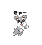 シュナウザーの愛らしき日々2（個別スタンプ：31）