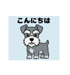 シュナウザーの愛らしき日々（個別スタンプ：1）