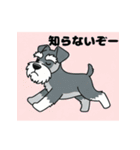 シュナウザーの愛らしき日々（個別スタンプ：6）