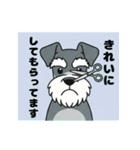 シュナウザーの愛らしき日々（個別スタンプ：8）