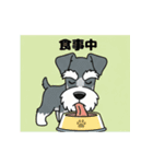 シュナウザーの愛らしき日々（個別スタンプ：10）