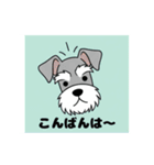 シュナウザーの愛らしき日々（個別スタンプ：11）