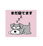 シュナウザーの愛らしき日々（個別スタンプ：12）