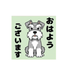 シュナウザーの愛らしき日々（個別スタンプ：15）