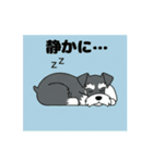 シュナウザーの愛らしき日々（個別スタンプ：21）
