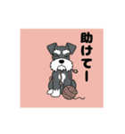 シュナウザーの愛らしき日々（個別スタンプ：26）