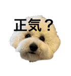 ぶらんちゃんすたんぷ（個別スタンプ：4）