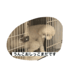 ぶらんちゃんすたんぷ（個別スタンプ：6）
