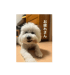 ぶらんちゃんすたんぷ（個別スタンプ：8）