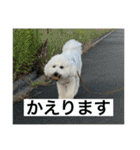 ぶらんちゃんすたんぷ（個別スタンプ：12）