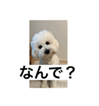 ぶらんちゃんすたんぷ（個別スタンプ：13）