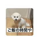 ぶらんちゃんすたんぷ（個別スタンプ：15）