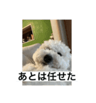 ぶらんちゃんすたんぷ（個別スタンプ：16）